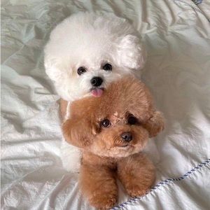 Meet your Posher, Tyler